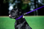 Повідок для собак шкіряний WAUDOG Glamour, Ш 25 мм, Дл 122 см, фіолетовий - 3