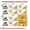 Сухой корм для котов британская короткошерстная Royal Canin British Shorthair Adult от 12 месяцев 4 - 2