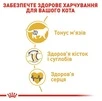 Сухий корм для котів британська короткошерста Royal Canin British Shorthair Adult від 12 місяців 10 кг - 4