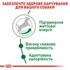 Сухой корм для взрослых собак мелких пород Royal Canin Mini Adult 8+ старше 8 лет 800 г - 4