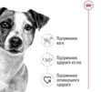Сухой корм для собак мелких пород Royal Canin Mini Adult для взрослых собак 800 г - 5