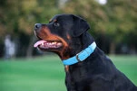 Нашийник для собак шкіряний WAUDOG Glamour з QR паспортом, без прикрас, Ш 25 мм, Дл 38-49 см, блакитний - 4