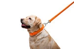 Повідець для собак шкіряний WAUDOG Glamour, Ш 25 мм, Дл 122 см, помаранчевий - 6