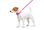 Повідок для собак шкіряний WAUDOG Glamour, Ш 12 мм, Дл 122 см, рожевий - 2