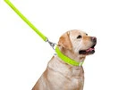 Повідок для собак шкіряний WAUDOG Glamour, Ш 25 мм, Дл 122 см, салатовий - 4