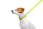 Повідок для собак шкіряний WAUDOG Glamour, Ш 12 мм, Дл 122 см, салатовий - 5