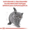 Сухий корм для кошенят Royal Canin Kitten British Shorthair 2 кг - 6