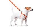 Шлея для собак водостойкая WAUDOG Waterproof c QR-паспортом, металлическая пряжка-фастекс, Ш 15 мм, Дл 40-55 см, оранжевый - 4