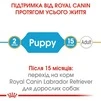 Корм Royal Canin Labrador Retriver Puppy сухой для щенят породы лабрадор 3 кг - 5