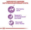 Сухой корм Royal Canin Sterilised для стерилизованных котов от 1 до 7 лет 10 кг - 4