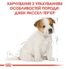 Сухой корм для щенков Royal Canin Jack Russel Puppy 1.5 кг - 6
