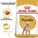 Сухой корм для взрослых собак породы пудель Royal Canin Poodle Adult с птицей 500 г