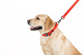 Повідок для собак водостійкий WAUDOG Waterproof, Ш 15 мм, Дл 122 см, червоний