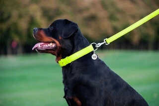 Повідець для собак шкіряний WAUDOG Glamour, Ш 25 мм, Дл 122 см, салатовий