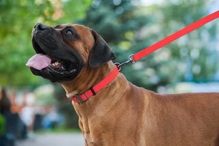 Повідець для собак водостійкий WAUDOG Waterproof, Ш 20 мм, Дл 183 см, червоний