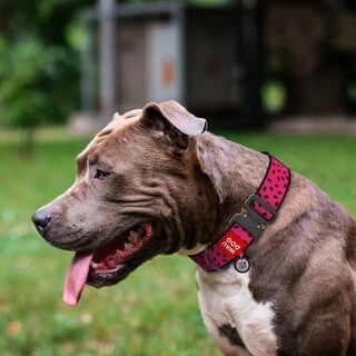 Ошейник для собак нейлоновый WAUDOG Nylon с QR паспортом, рисунок "Арбуз"&nbsp;, металлическая пряжка-фастекс, XXL, Ш 35 мм, Дл 43-70 см