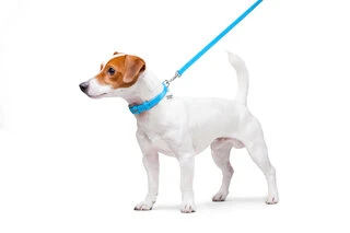 Повідок для собак шкіряний WAUDOG Glamour, Ш 12 мм, Дл 122 см, блакитний