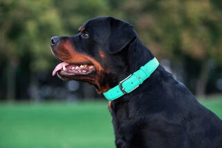 Нашийник для собак шкіряний WAUDOG Glamour з QR паспортом, без прикрас, Ш 25 мм, Дл 38-49 см, ментоловий