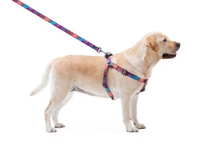 Поводок для собак нейлоновий WAUDOG Nylon, малюнок "Літо", Ш 20 мм, Дл 122 см