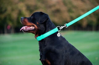 Повідок для собак шкіряний WAUDOG Glamour, Ш 25 мм, Дл 122 см, ментоловий