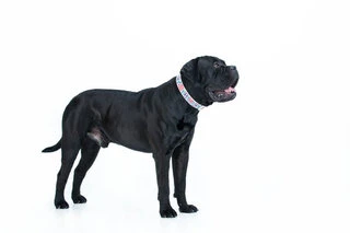 Нашийник для собак шкіряний WAUDOG Design з QR паспортом, малюнок "Квіти", Ш 25 мм, Дл 38-49 см, білий