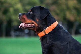 Нашийник для собак шкіряний WAUDOG Glamour з QR паспортом, без прикрас, Ш 25 мм, Дл 38-49 см, оранжевий