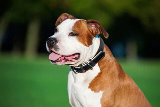 Нашийник для собак шкіряний WAUDOG Soft з QR паспортом, Ш 2,5 см, Дл 38-49 см