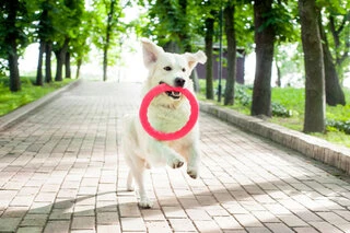 Кільце для апортування PitchDog20, діаметр 20 см, рожеве