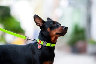 Ошейник для собак водостойкий WAUDOG Waterproof c QR-паспортом, металлическая пряжка-фастекс, Ш 25 мм, Дл 31-49 см, салатовый