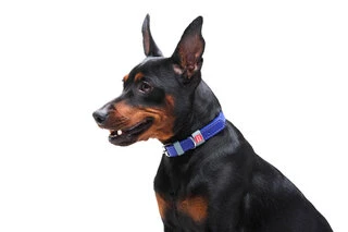 Ошейник для собак кожаный WAUDOG Classic, Ш 12 мм, Дл 21-29 см, фиолетовый