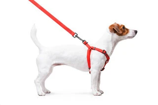 Поводок для собак водостійкий WAUDOG Waterproof з QR-паспортом, металевою пряжкою-фастексом, Ш 15 мм, Дл 40-55 см, червоний