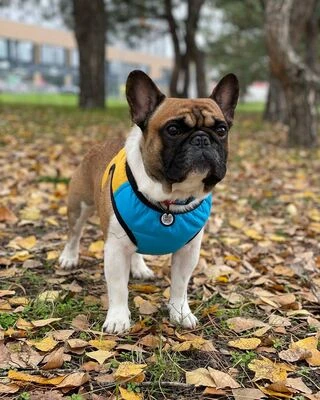 Шлея для собак мягкая WAUDOG Clothes c QR паспортом, "Colors of freedom", XS2, В 28-31 см, С 20-22 см