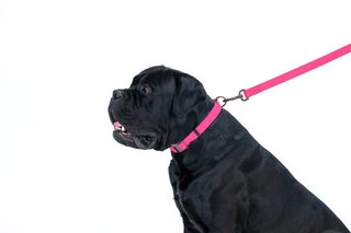 Поводок для собак водостойкий WAUDOG Waterproof, M, Ш 20 мм, Дл 305 cм, розовый