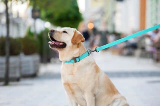 Поводок для собак водостойкий WAUDOG Waterproof, светящийся, Ш 20 мм, Дл 183 см