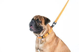 Поводок "EVOLUTOR" (ширина 25 мм, длина 210 см), оранжевый