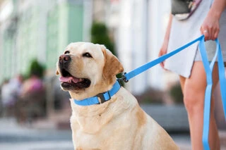 Повідок для собак водостійкий WAUDOG Waterproof, Ш 20 мм, Дл 122 см, блакитний