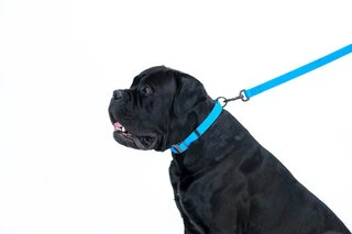 Поводок для собак водостойкий WAUDOG Waterproof, L-XXL, Ш 25 мм, Дл 305 cм, голубой