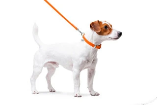 Повідець для собак шкіряний WAUDOG Glamour, Ш 12 мм, Дл 122 см, помаранчевий