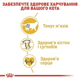 Сухий корм Royal Canin British Shorthair Adult для котів породи британська короткошерста від 12 місяців 4 кг