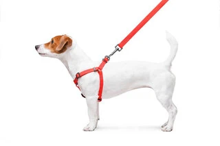 Поводок для собак водостійкий WAUDOG Waterproof з QR-паспортом, металевою пряжкою-фастексом, Ш 15 мм, Дл 40-55 см, червоний