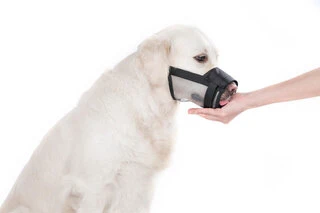 Намордник нейлоновый "Dog Extremе" регулируемый с сеткой №1 (А:14-20см) (йорк, пудель, кокер-спаниел