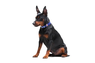 Ошейник для собак кожаный WAUDOG Classic, Ш 12 мм, Дл 21-29 см, фиолетовый