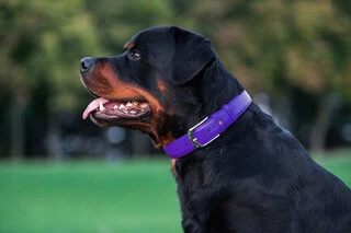 Нашийник для собак шкіряний WAUDOG Glamour з QR паспортом, без прикрас, Ш 25 мм, Дл 38-49 см, фіолетовий