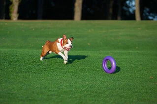 Тренувальний снаряд для собак PULLER Мaxi, діаметр 30см
