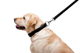 Повідок для собак шкіряний WAUDOG Glamour, Ш 25 мм, Дл 122 см, чорний