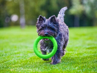 Кільце для апортировки PitchDog20, діаметр 20 см, салатовий