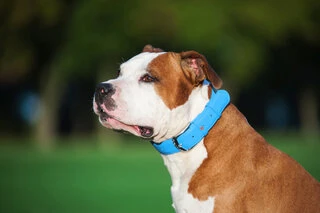 Нашийник для собак шкіряний WAUDOG Glamour з QR паспортом, без прикрас, Ш 25 мм, Дл 38-49 см, блакитний