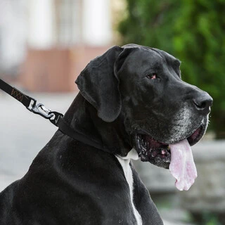 Поводок для собак "EVOLUTOR" (ширина 25 мм, длина 120 см), САМЫЙ ПРОЧНЫЙ ПОВОДОК, черный