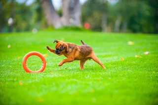 Кольцо для апортировки PitchDog 30, диаметр 28 см, оранжевый