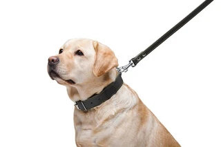 Поводок "CoLLaR" двойной с прошивкой (ширина 20мм, длина 122см), черный